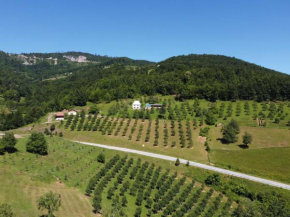 Kljajevica Orchard